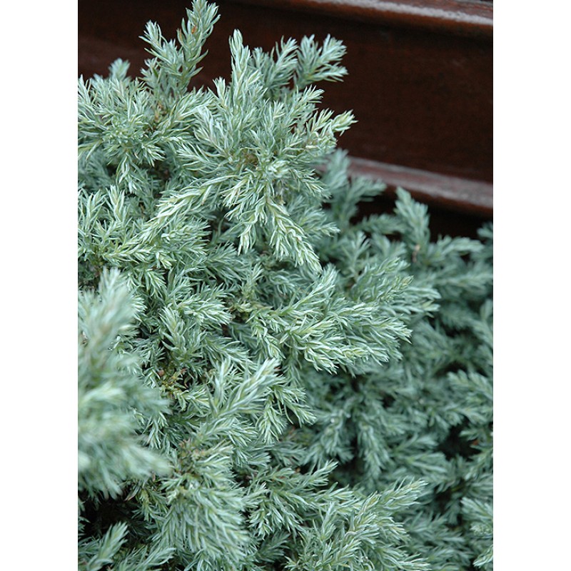 Кипарисовик горохоплодный Бейби Блю Р9 10-15