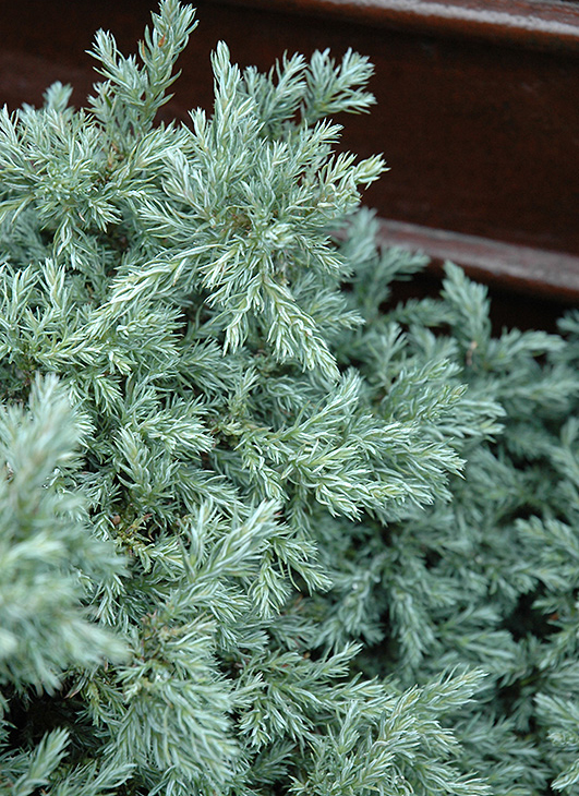 Кипарисовик бейби блб