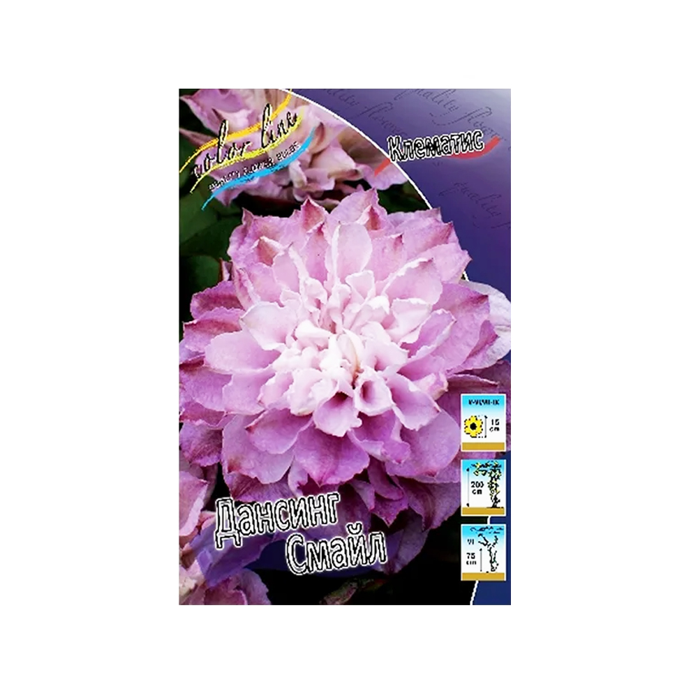 Клематис Дансинг Смайл (ИС)