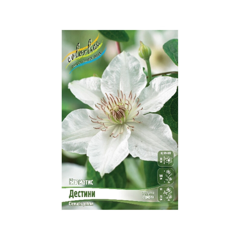 Клематис Дестини (ИС) 2