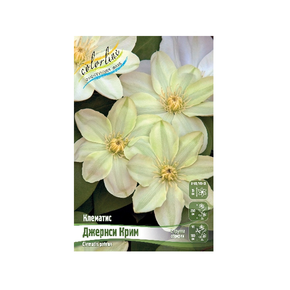 Клематис Джернси Крим (ИС) 2