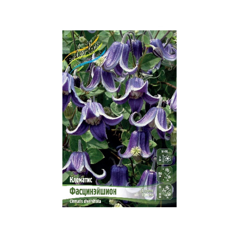 Клематис Фасцинэйшн (ИС)