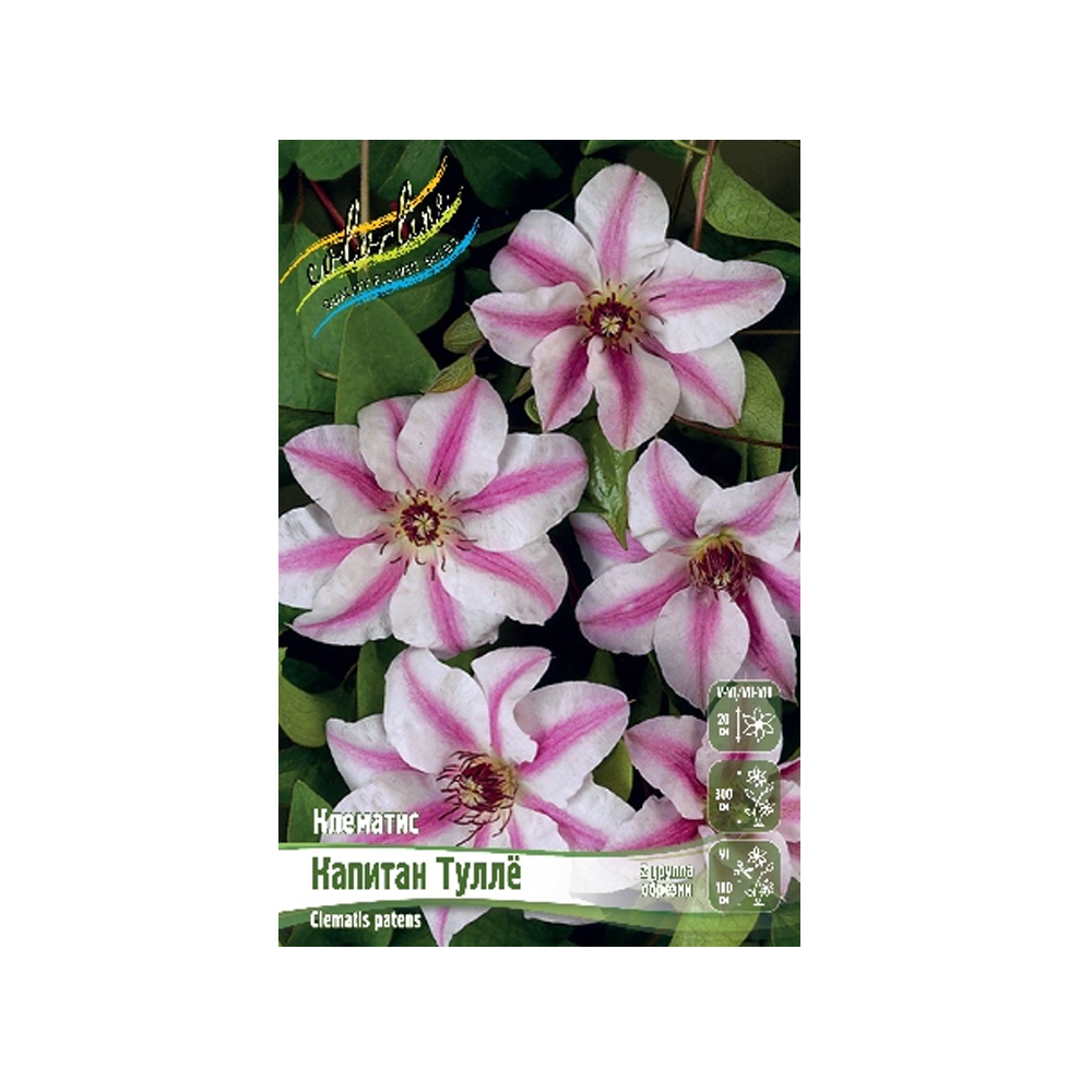 Клематис Капитан Тулле (ИС) 2