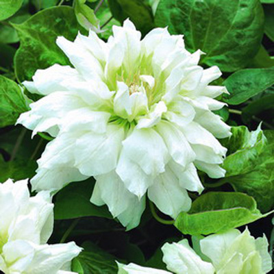 Клематис крупноцветковый Дачес оф Эдинбург