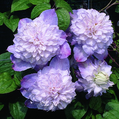 Клематис крупноцветковый Вероника Чойс