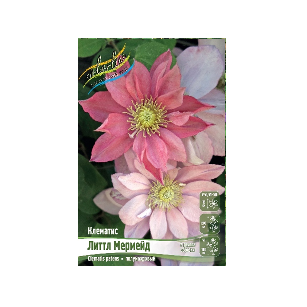 Клематис Литтл Мермейд (ИС)