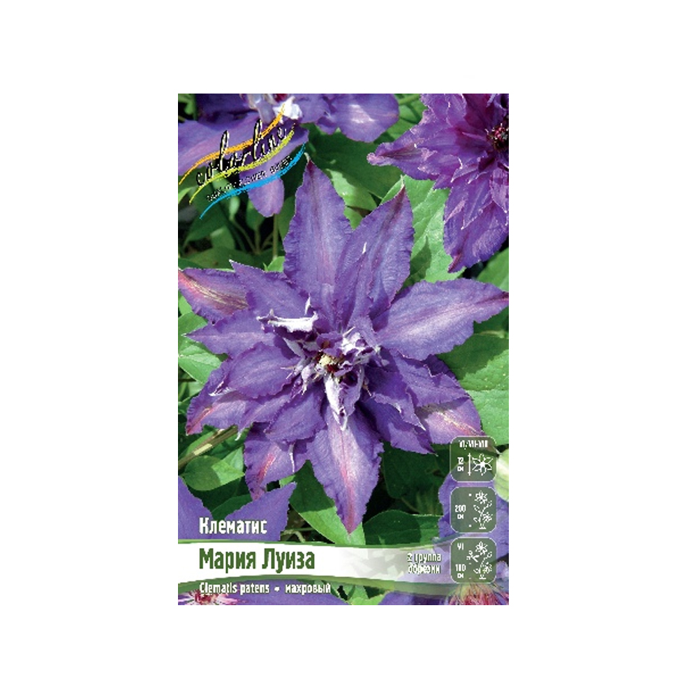 Клематис Мария Луиза (ИС) 2