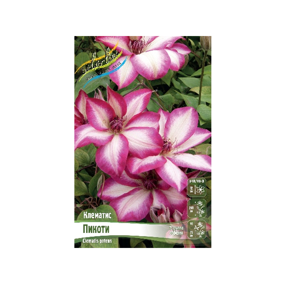 Клематис Пикоти (ИС) 1
