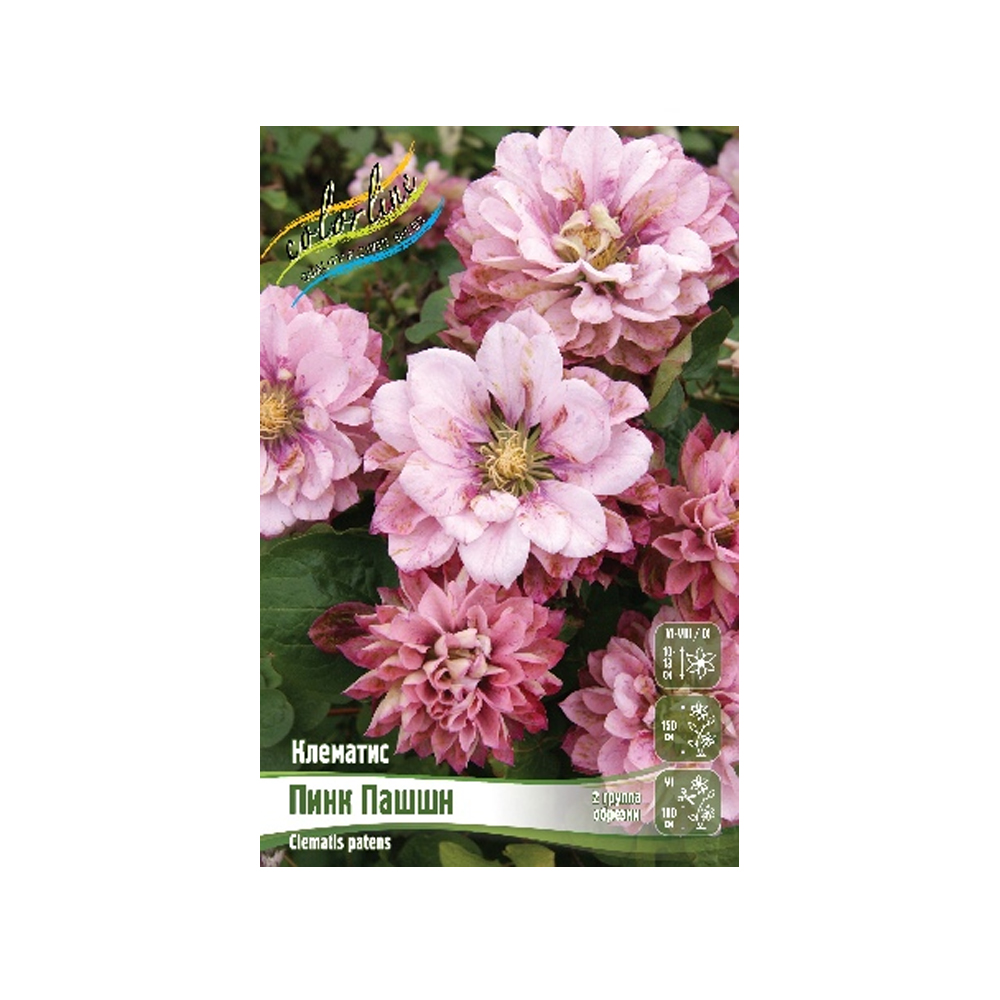 Клематис Пинк Пашшн (ИС)