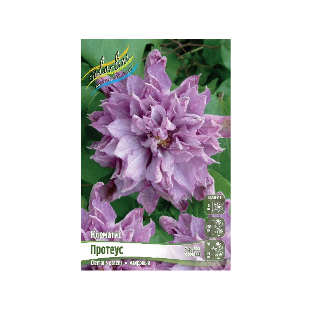 Клематис Протеус (ИС) 2