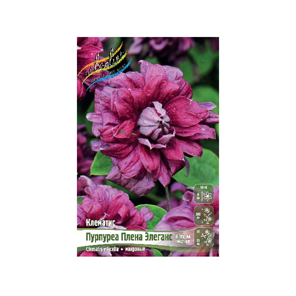 Клематис Пурпуреа Плена Элеганс (ИС) 2