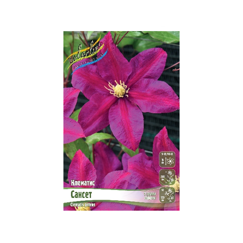 Клематис Сансет (ИС) 2