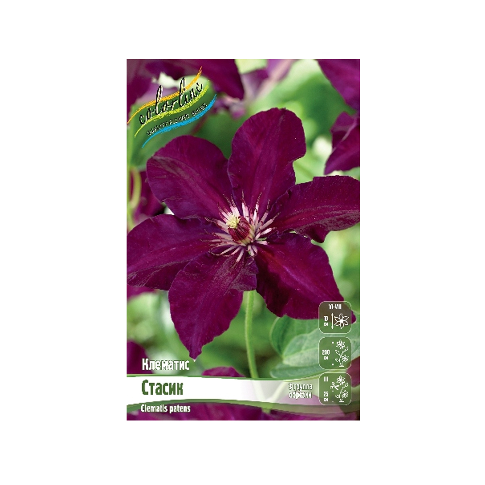 Клематис Стасик (ИС) 2