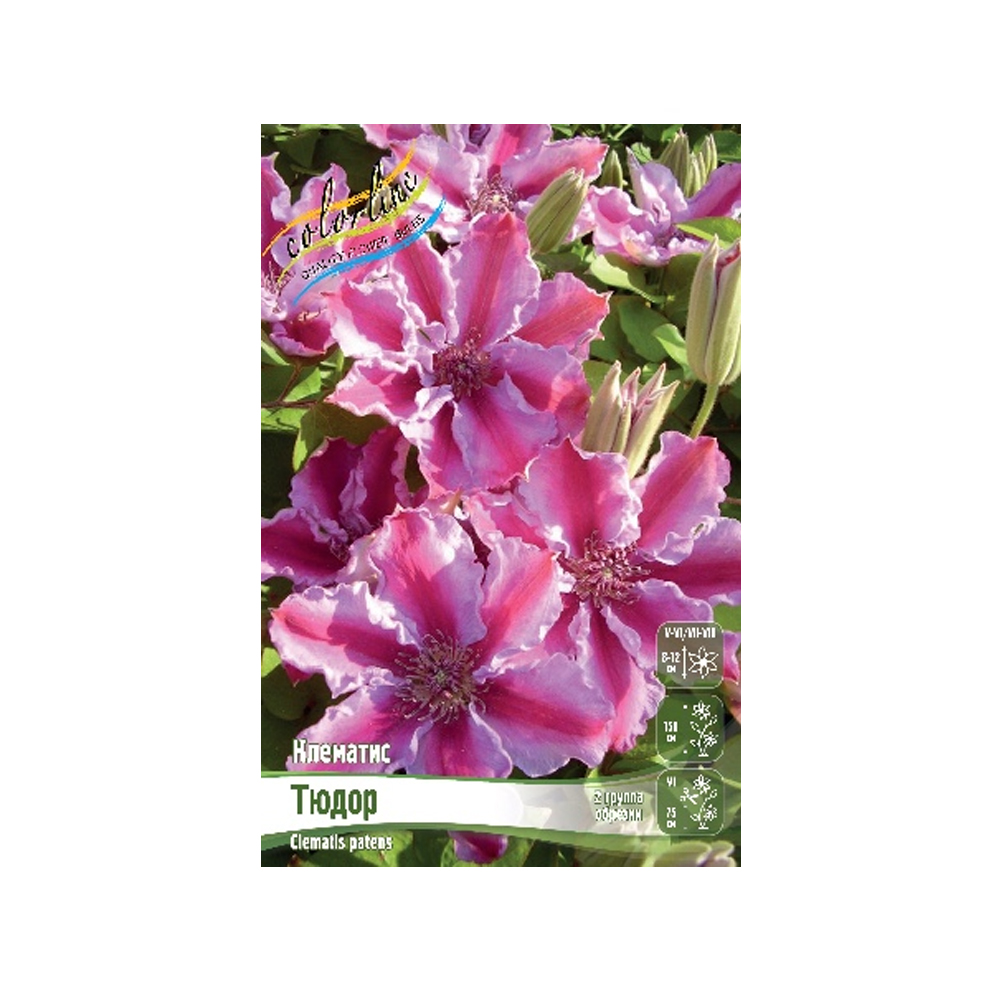 Клематис Тюдор (ИС) 2