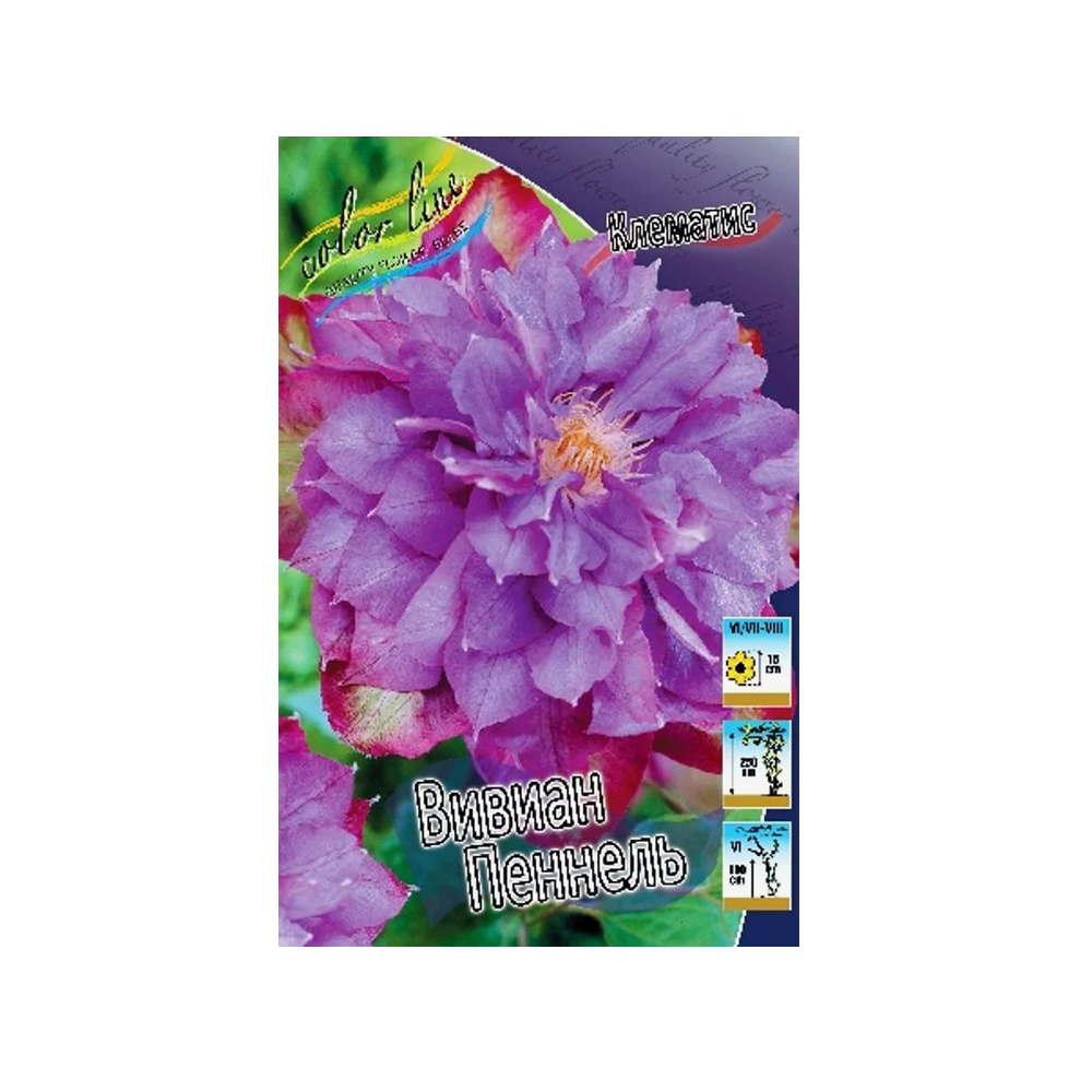 Клематис Вивиан Пеннел (ИС) 2