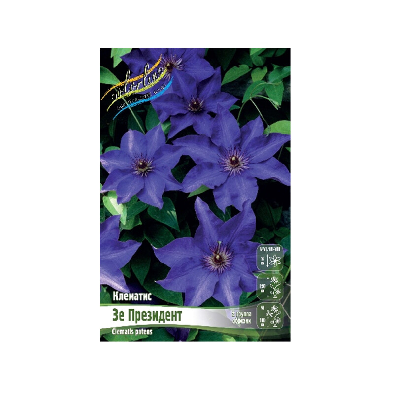 Клематис Зе Президент (ИС) 2