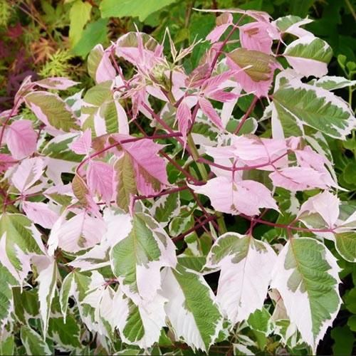 Клен Фламинго