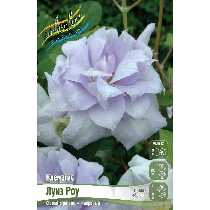 Клематис Луиз Роу (ИС) 2