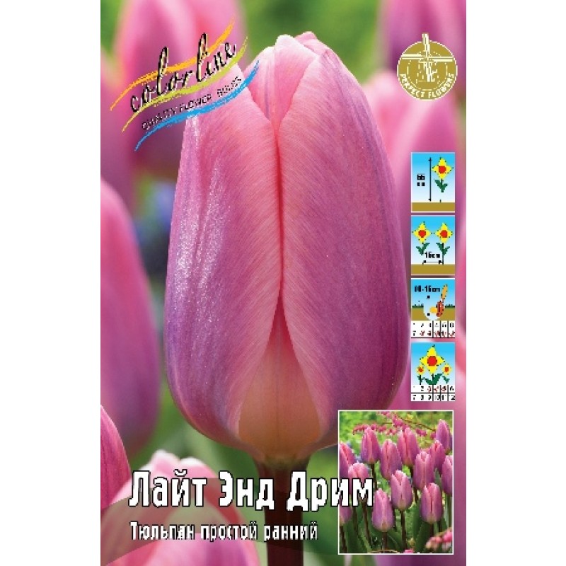 Тюльпан Лайт энд Дрим (ИС) 8