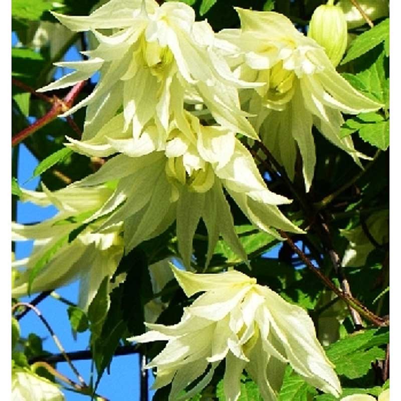 Клематис Лемон Дрим Р9 (ИС)