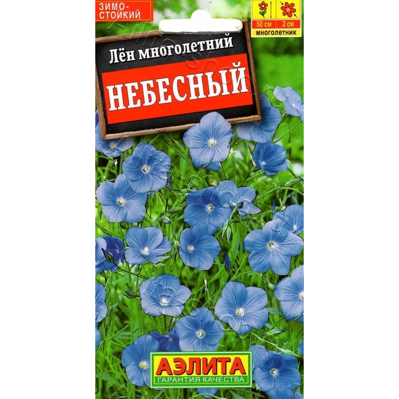 Лен Многолетний Небесный Фото