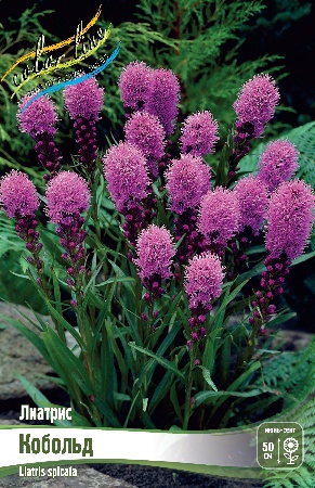 Лиатрис кобольд