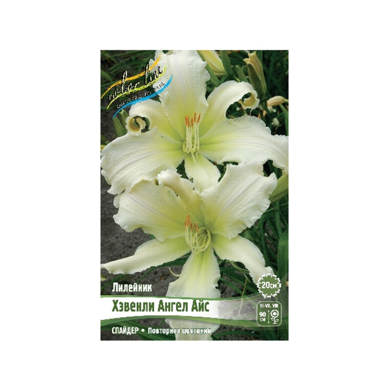 Лилейник Хэвенли Ангел Айс (ИС) 1