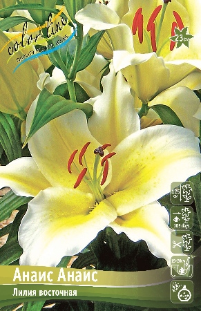 лилии анаис ис