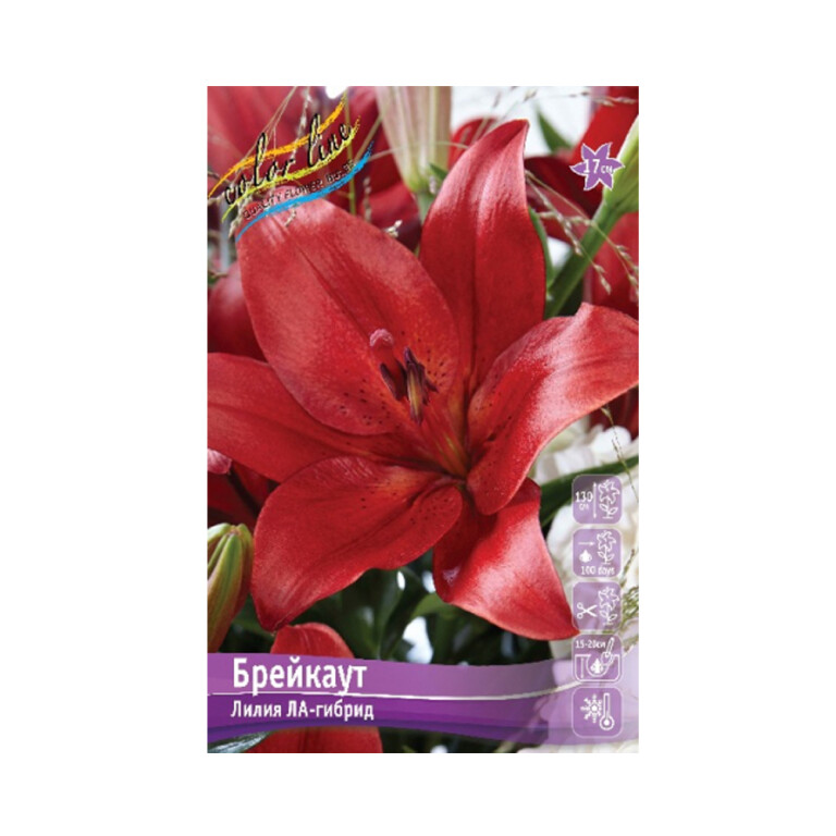 Лилии Брейкаут (ИС) 7