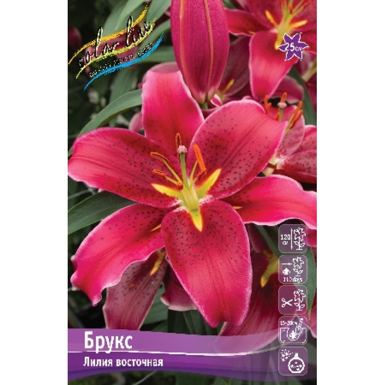 Лилия бамблби описание. Лилия сен тропе. Лилия сенна. Лилия сенна. Лилия фреклед джой.