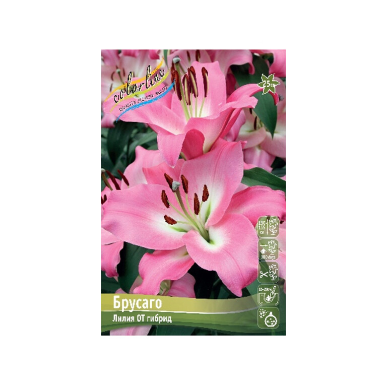 Лилии Брусаго (ИС) 3