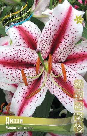 лилии диззи тис