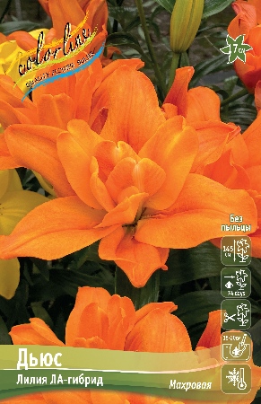 лилии дьюс ис