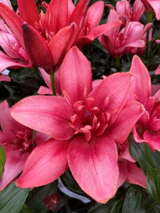 лилии джаст кинг ис