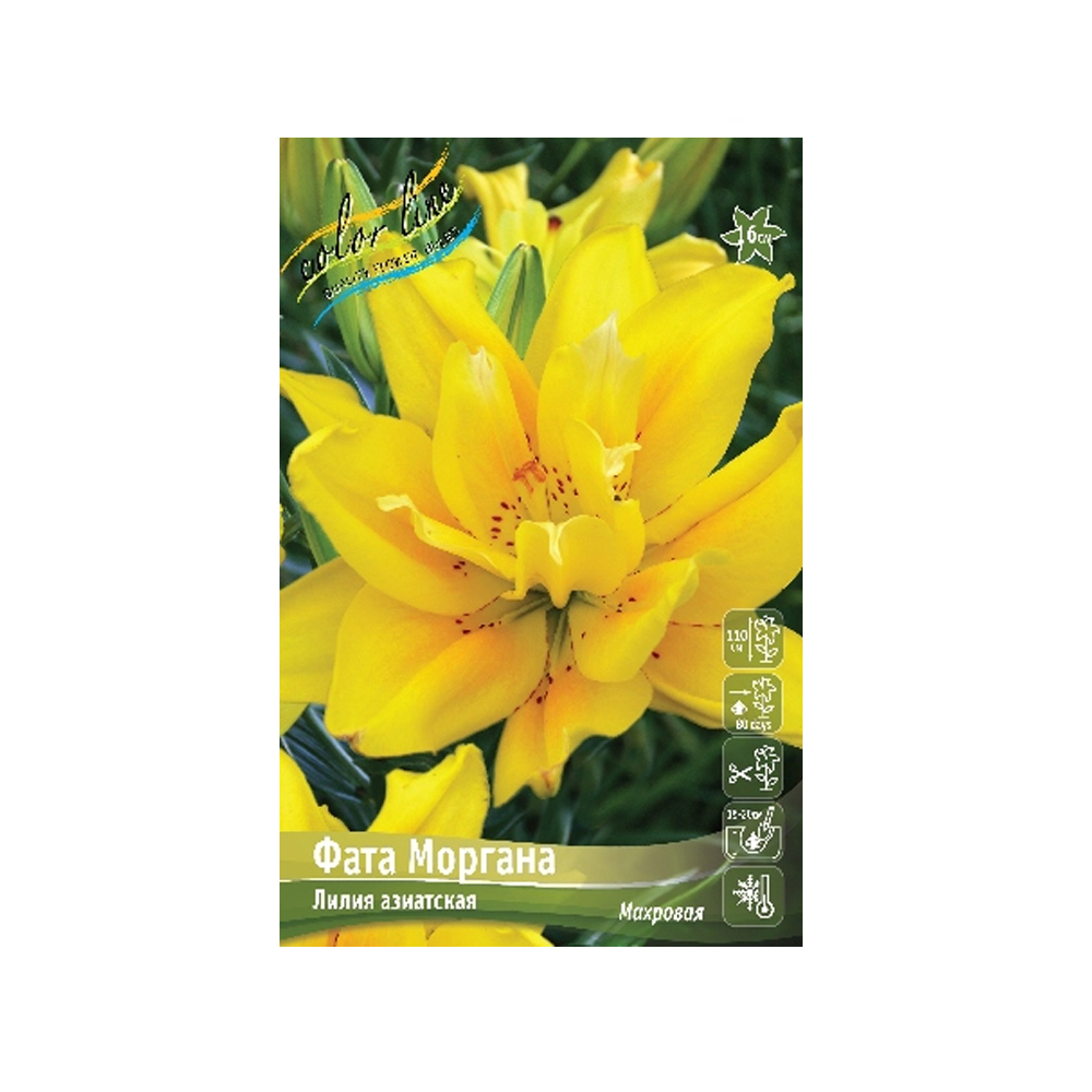 Лилии Фата Моргана (ИС) 5