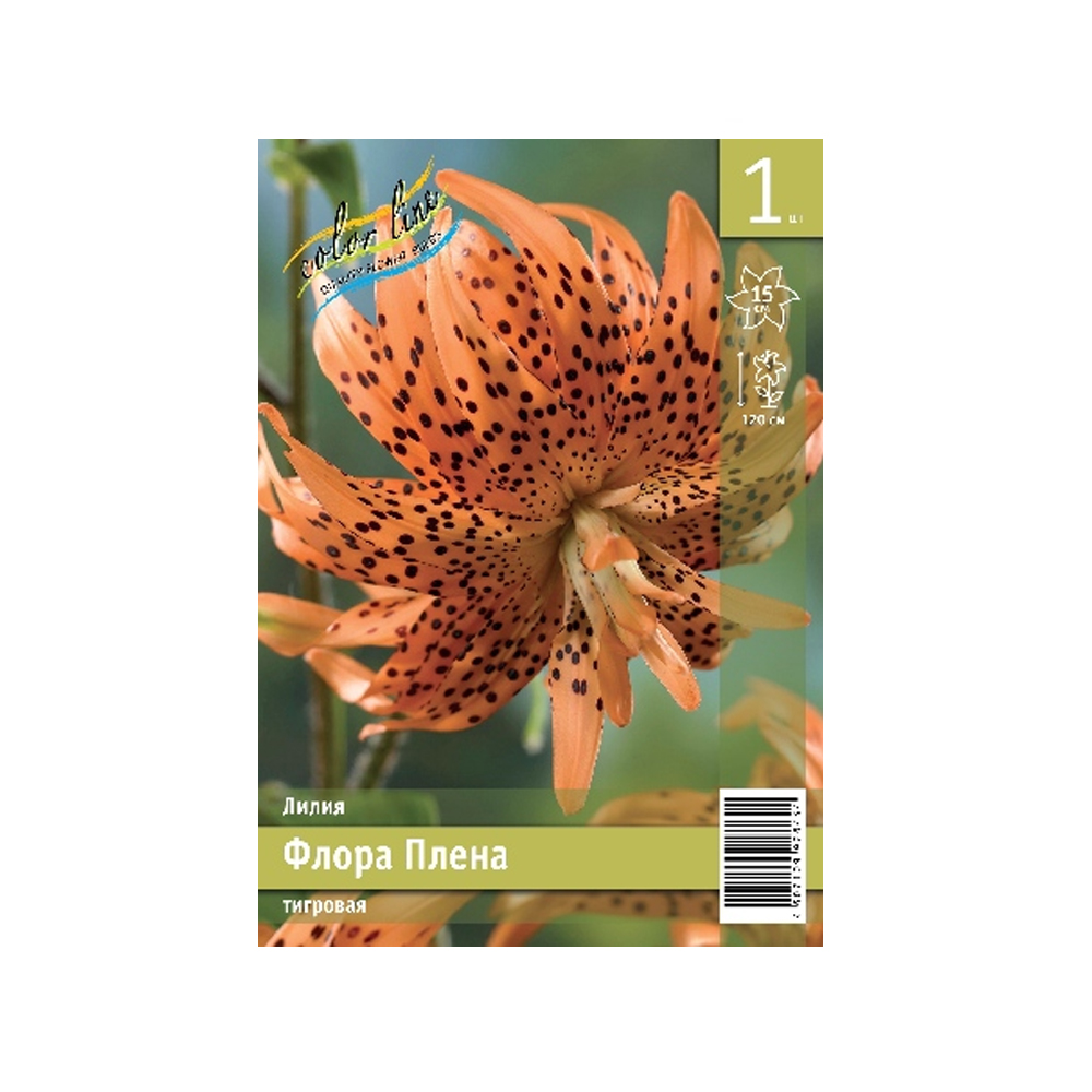 Лилии Флора Плена (ИС) 1 эконом