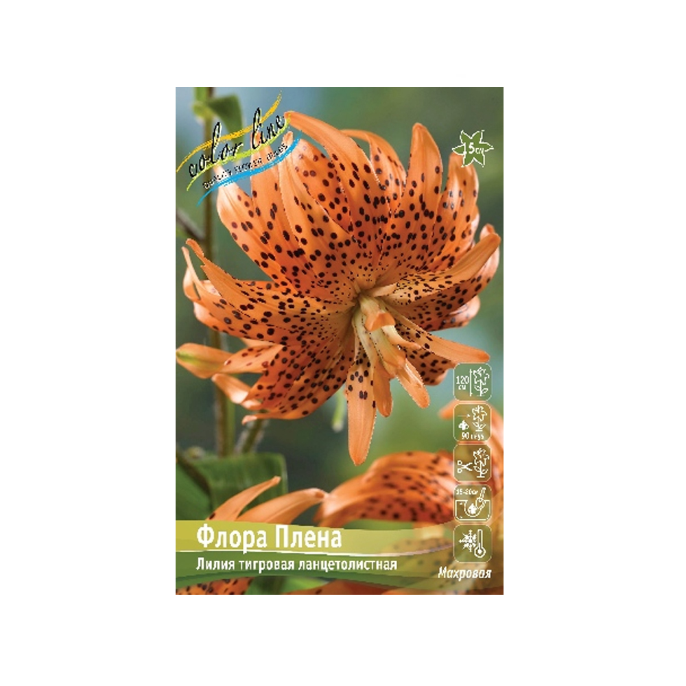 Лилии Флора Плена (ИС) 5