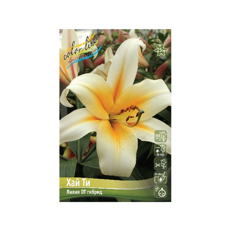 Лилии Хай Ти (ИС) 5