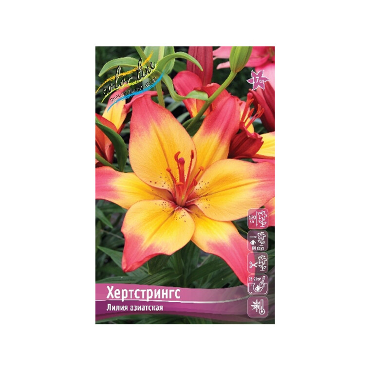 Лилии Хертстрингс 12/14 (ИС) 7