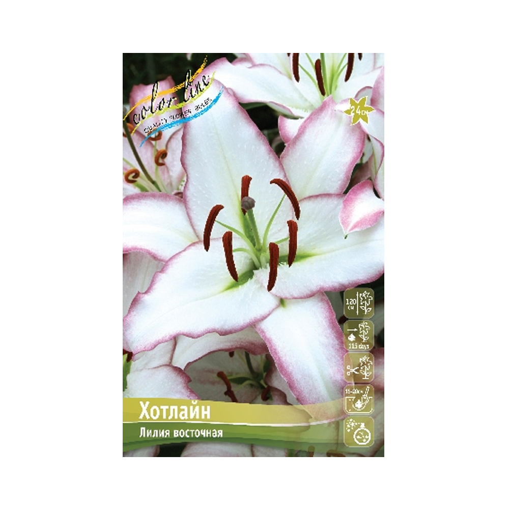 Лилии Хотлайн 12 14 (ИС) 5