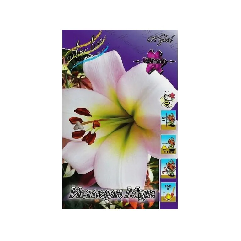 Лилии Истерн Мун (ИС) 5