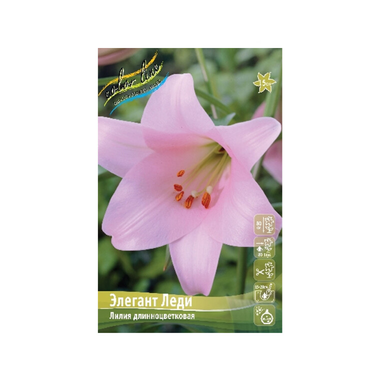 Лилии Элегант Леди (ИС) 5