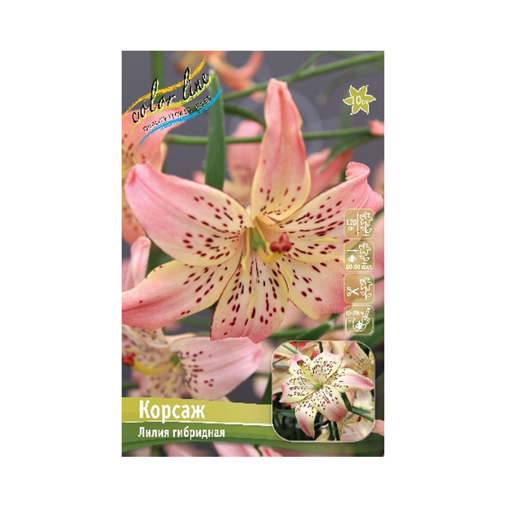 Лилии Корсаж (ИС) 5