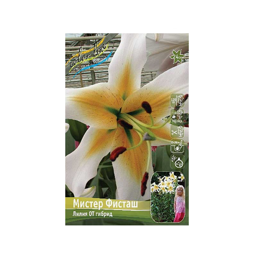 Лилии Мистер Фисташ (ИС) 5