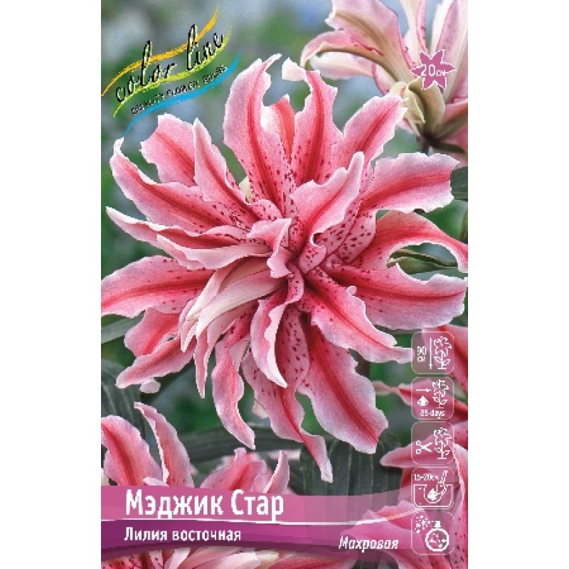 Лилии Мэджик Стар (ИС) 5