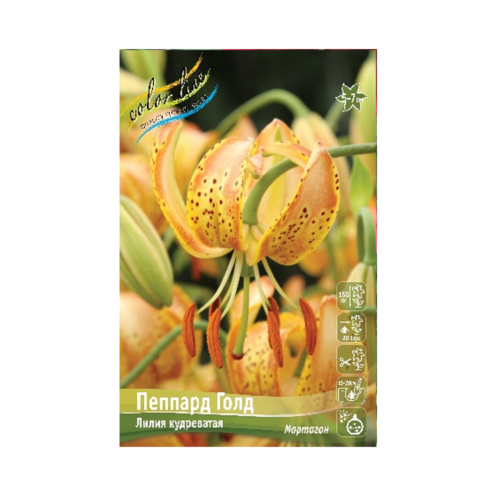 Лилии Пеппард Голд (ИС) 2