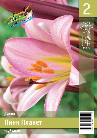 лилии пинк планет эконом 2шт ис