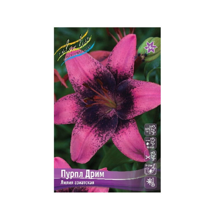 Лилии Пурпл Дрим (ИС) 5