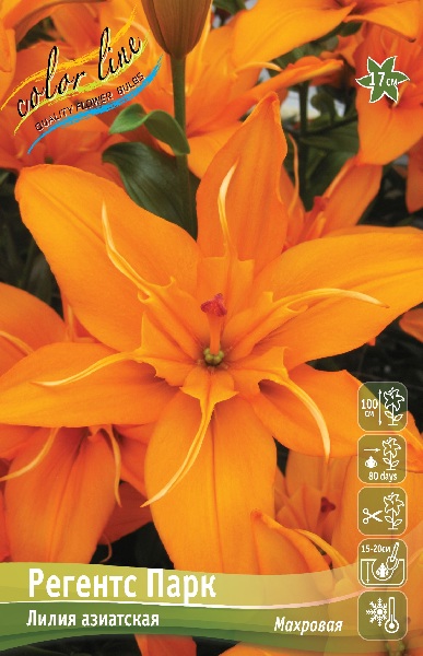 лилии ренес парк ис