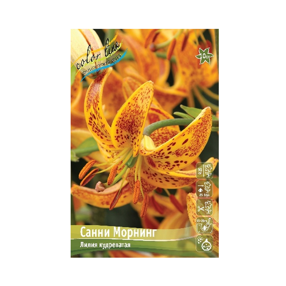 Лилии Санни Морнинг (ИС) 2